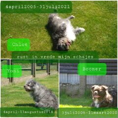 Mijn lieverds alle 3 terug verenigd over de regen boog brug…