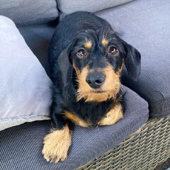 Dit is Saar, 2 jaar oud en een schat van een teckel(tje)…