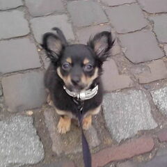Brutus 24-02-10