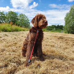Tess in de zomer, hier was ze nog wat jonger :)