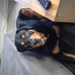 Wat een leuke honden hier! Onze Django mag dan niet…