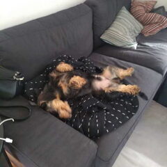 schaamteloos dutten