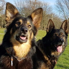 Aki rechts, een Duitse Herder van 7,5 jaar oud onze kanjer…