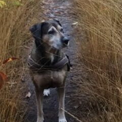 Onze lieve Flo! Kruising Rottweiler-Stafford van 11 jaar…