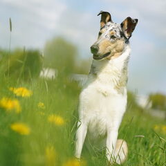 Dit is Amy korthaar collie geboren juni 2019. Een…