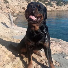 lekker zonnen aan cala Bassa Ibiza