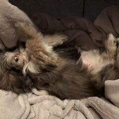 Quinta als puppy, zij is een winterhondje.