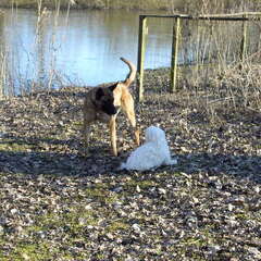 Aries & Angel 1 Ste kennismaking met mijn maltezer op een…