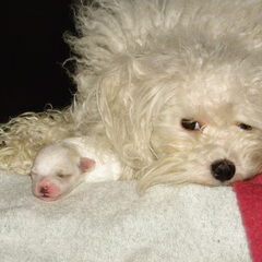 Moeder Myra met een van haar pups : Sofia. Myra geniet van…