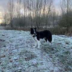 Teddy in de sneeuw