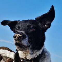 Jollie(y) Kruising Stabij x border collie. Ze is er niet…