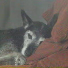 Shorty Altijd in mijn herinnering geboren 30-10-1995…