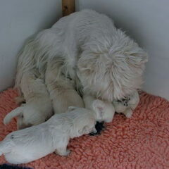 Fleur en haar pups, geboren 15.2.2010.