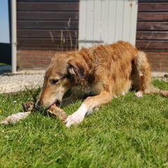 Runderstrot beloning na het wassen