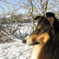 Mooi toch zo'n sneeuwlandschap hé !