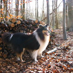 Fijne wandelingen in het bos