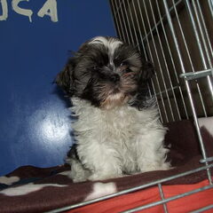 luca 2 maanden