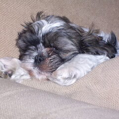 luca 2 maanden