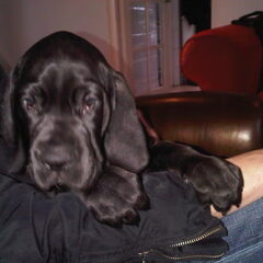 Dit is onze kleine Noa, die over een paar maandjes…