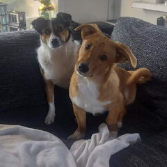 Nacho en Sarah waren altijd vriendjes.