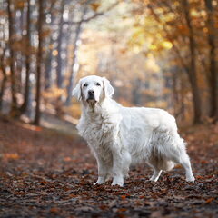 Denzo geboren: 3-11-2008 overleden: 14-08-2023