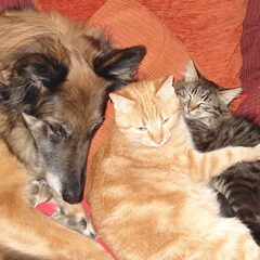 Samenscholing op de bank, Isis met Linus en Maus.