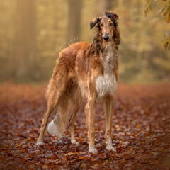 Dialga 1 jaar oud, foto door Created By Korlieke