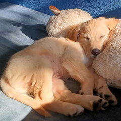 Bohdi als pup, toen al gek op knuffels
