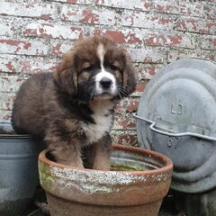 Lola als pup, lekker klimmen