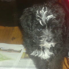 Toen Happy nog puppy was.