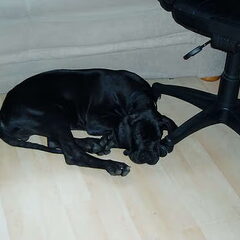 Bailey als pupje..