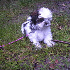 nouska als puppy van 7 weken
