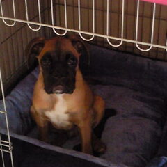 onze jail-bird