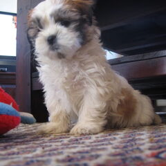 onze andere topper Senna