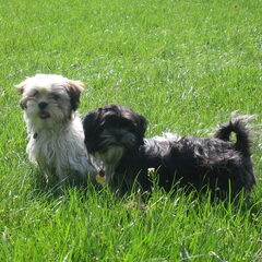 hier zijn onze toppers samen Boomer en Senna
