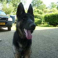 Nieuwe aanwinst d-herder Sjors..4e eigenaar in 1 jaar tijd…
