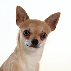 Peanut