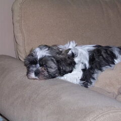 luca onze shih tzu 8 weken oud