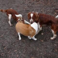 gisteren waren we in Twinkel, op het honden uit laat…