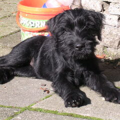 En Charly, één van mijn mooiste honden!!En fotomodel...