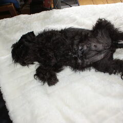 Nog een weekje en Amber geeft ons weer puppy's