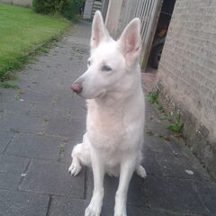 Dit was onze witte herder Nanouk. Een superlieve hond, die…