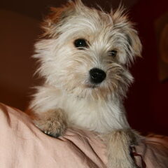 Yoshi ligt hier op bed