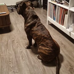 Was net heerlijk met Remy aan knuffelen ohhh nee ik hoor…
