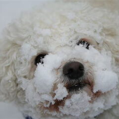 Krummie is dol op sneeuw, dan verveelt ze zich niet dus:)…