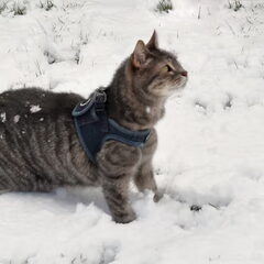 Nemo vind sneeuw wel leuk.