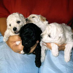 4 mooie pups had Krum, de zwarte vlek in het midden heet…