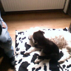 Diesel en Cody
