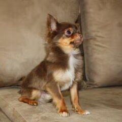 Simba Ons chihuahua choco and tan mini dekreutje Gewicht…