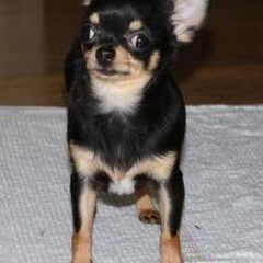 Ons sharlientje http://www.everyoneweb.com/chihuahualiefhebb…
